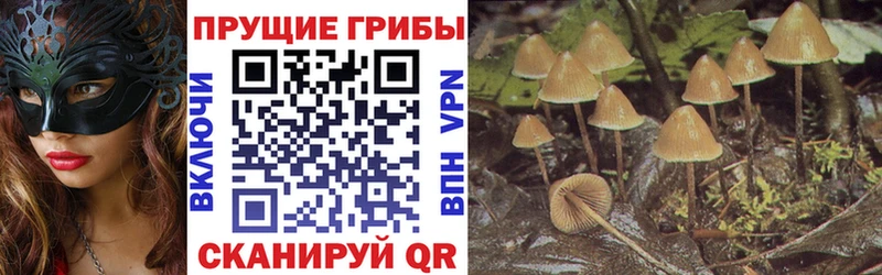 хочу   ссылка на мегу ссылки  Псилоцибиновые грибы Psilocybe  Зерноград 